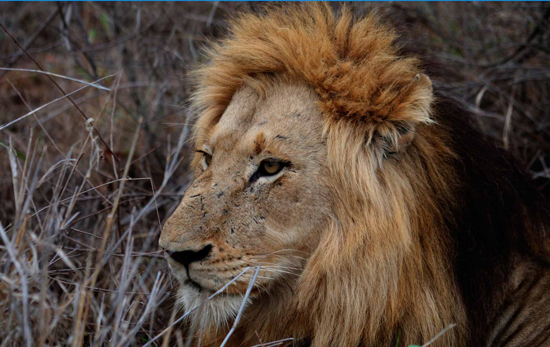 The King Lion - One of "The Big Five Game" - © Graziano Villa